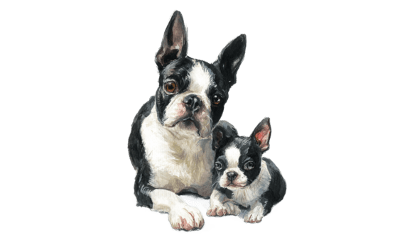 Boston Terrier Mom Puppy Watercolor